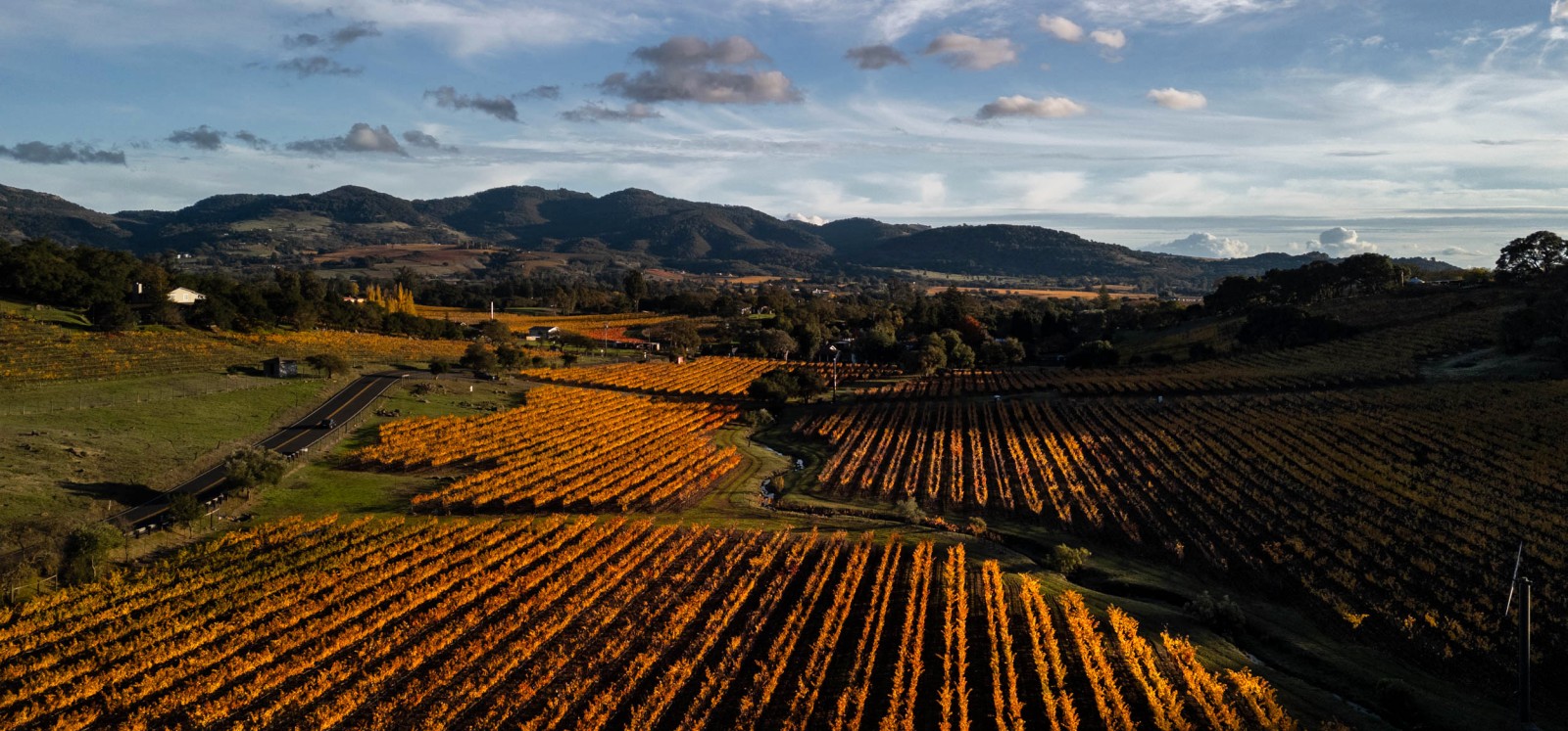 Patel Napa Valley, Bennett Vineyard, Coombsville 